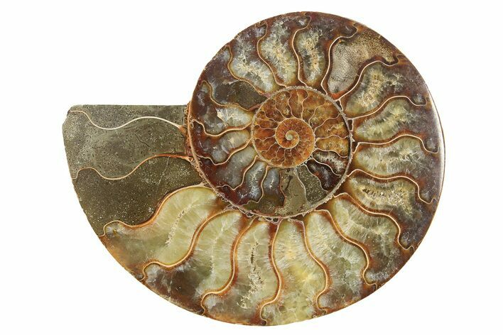 Cut & Polished Ammonite Fossil (Half) - Madagascar #296457